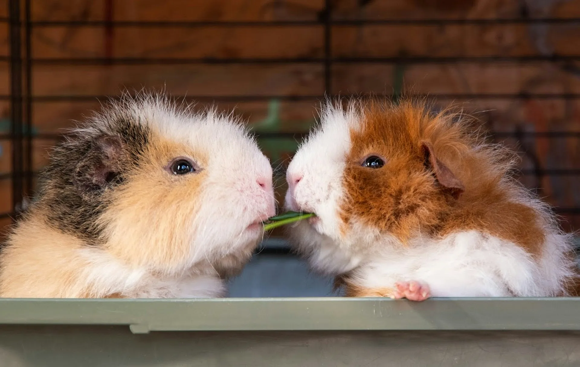Two fluffy guinea pigs, one tricolor and one brown/white, eating a piece of green vegetable together.