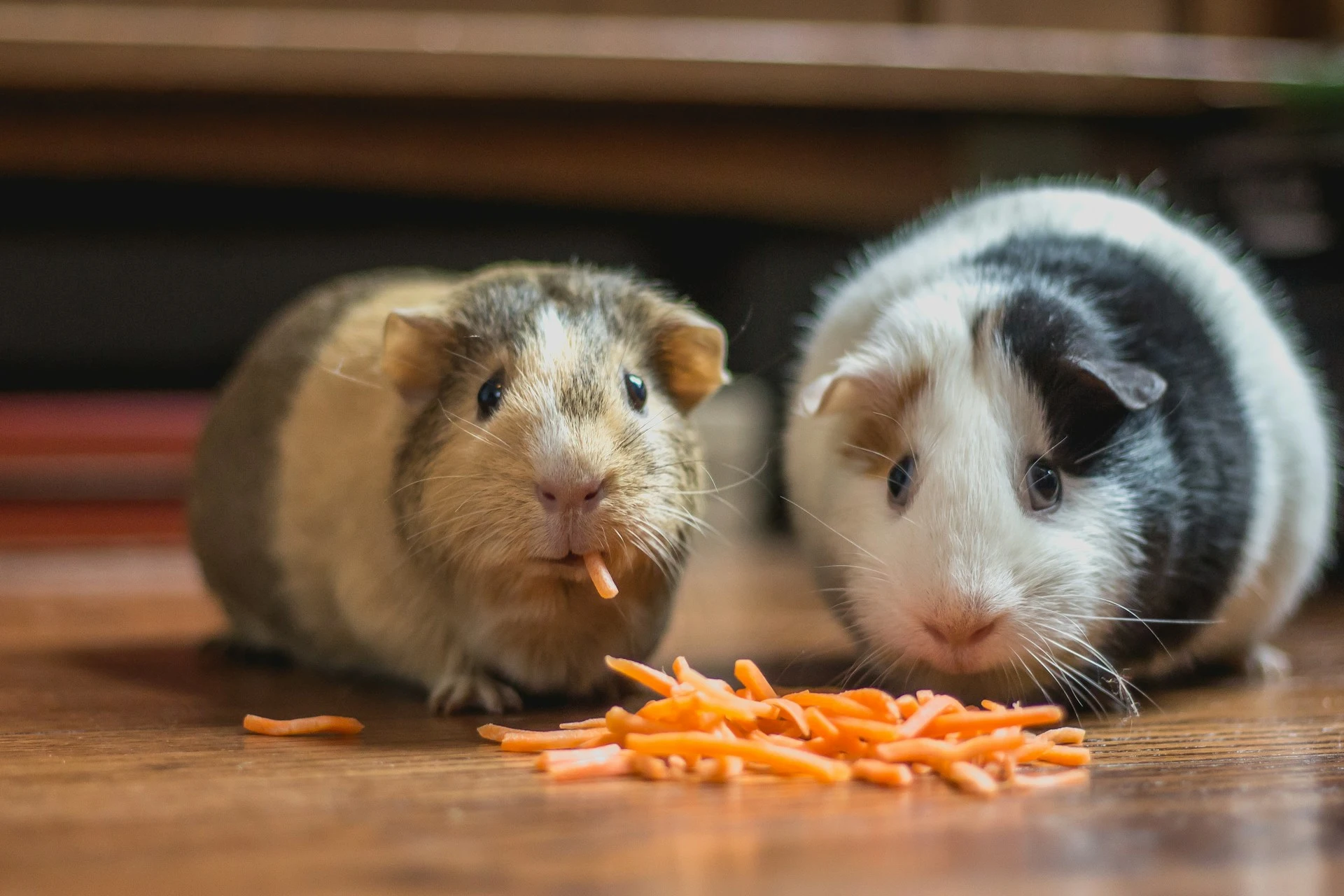 Two guinea pigs, one brown/tan and one black/white, sitting in front of a pile of shredded carrots on a wooden floor.