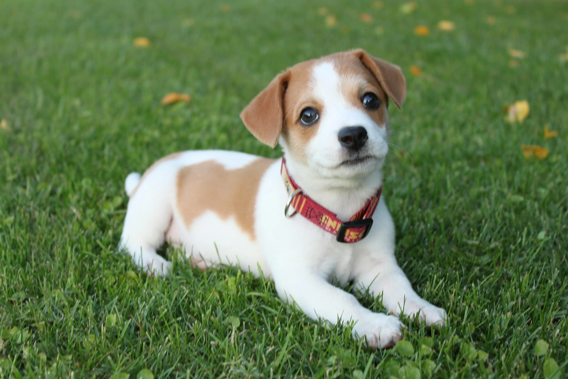 A white and tan puppy with a red collar lying on a green lawn.