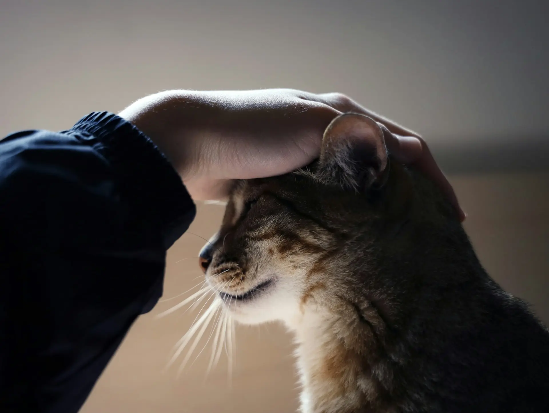 A person's hand petting the head of a brown tabby cat with its eyes closed.