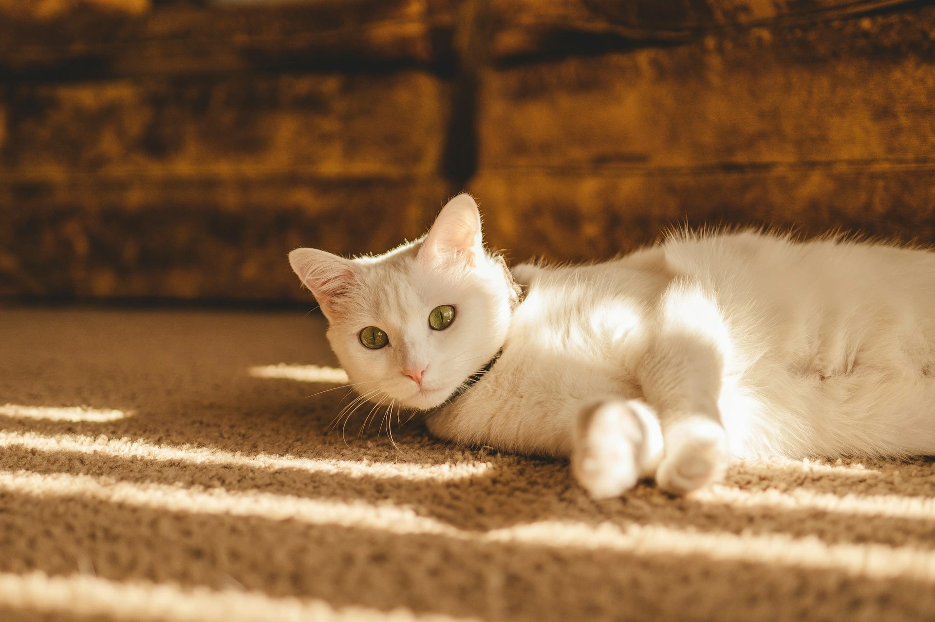 A white cat with green eyes lying in a shaft of sunlight on a beige carpet.