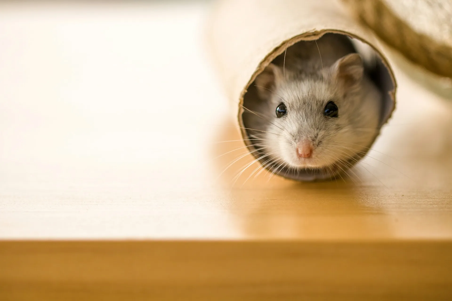 A small white hamster peeking out from the end of a cardboard tube.