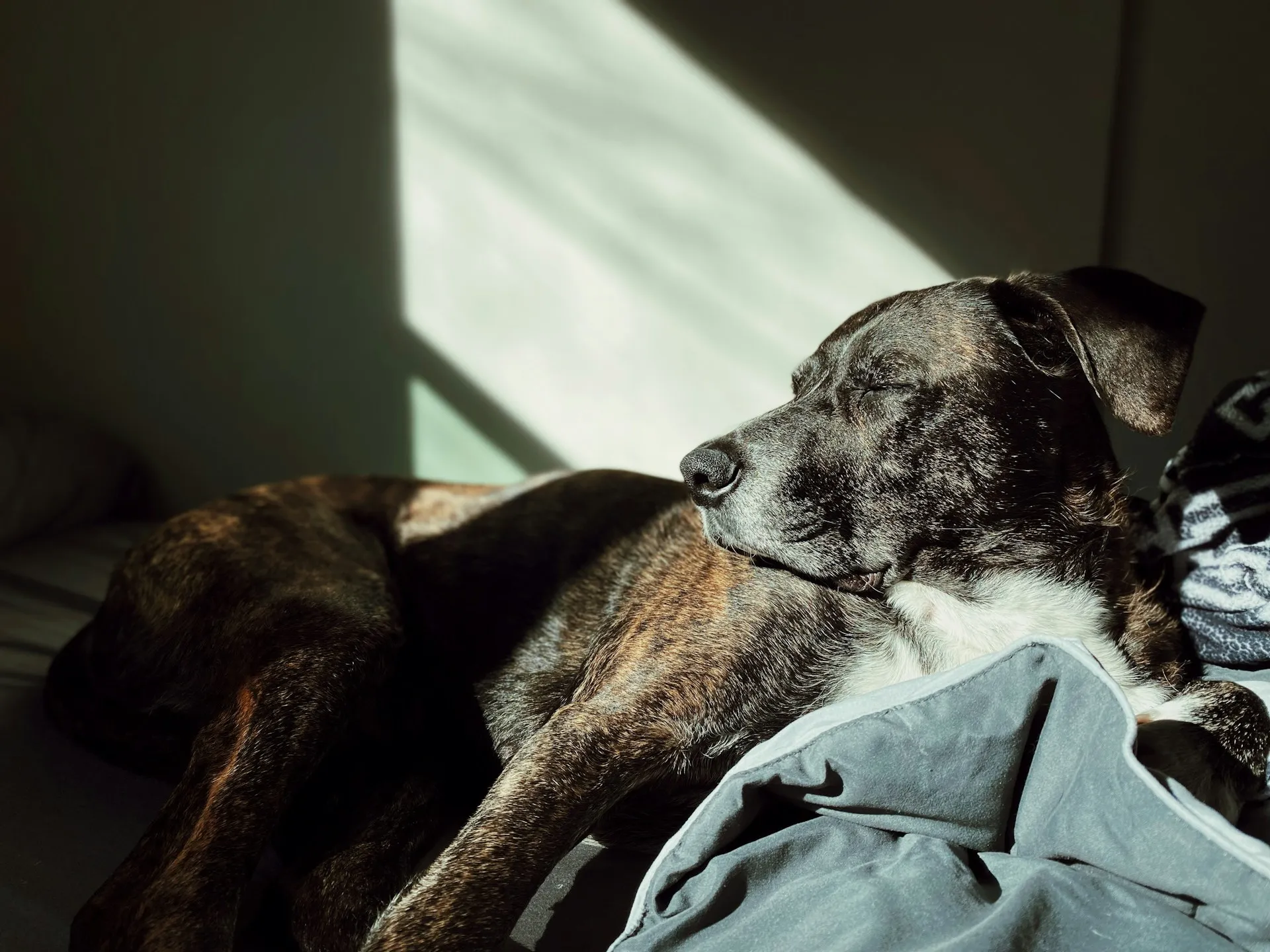 A brindle dog with its eyes closed, relaxing in a shaft of sunlight indoors.