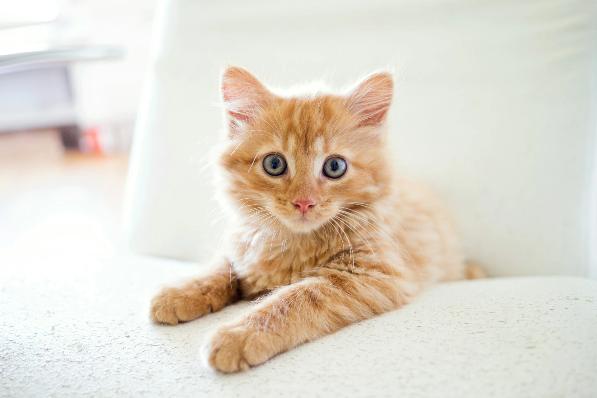 A fluffy orange tabby kitten lying on a bright white surface.