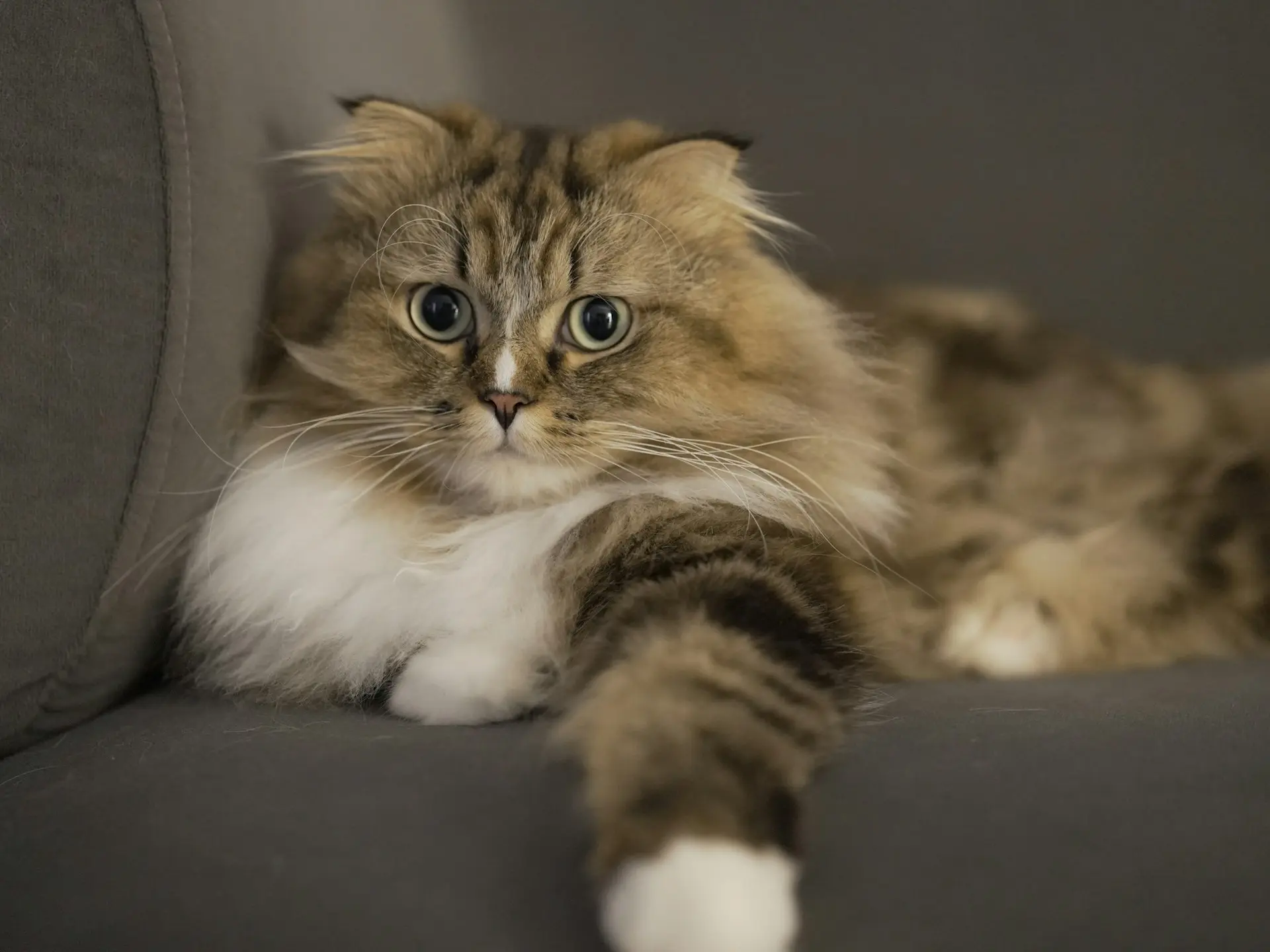 A long-haired brown tabby cat with a white chest and paws lying on a gray couch.