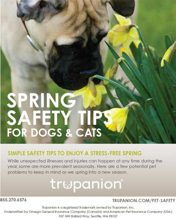 Spring Safety Tips for Dogs & Cats. Click here to learn more!