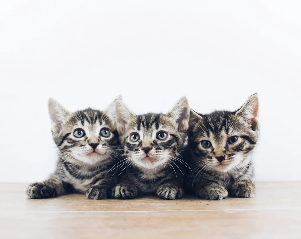 Three tabby kittens sitting in a row on a wooden floor against a plain white background.