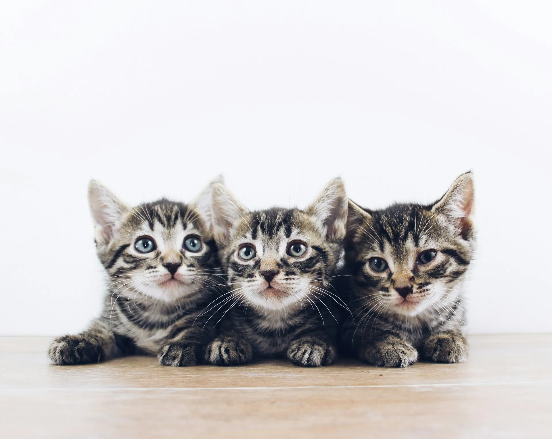Three tabby kittens sitting in a row on a wooden floor against a plain white background.